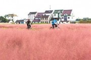 国产乱子,揭秘中国电影市场的独特现象与挑战